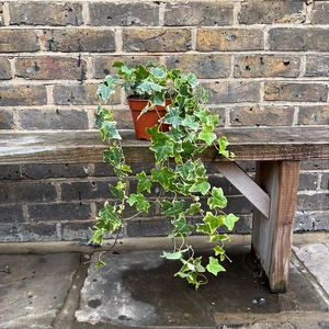 Hedera helix 'Gold Child' (13cm) English Ivy - image 2