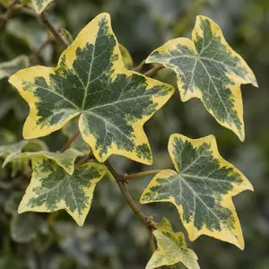 Hedera helix 'Gold Child' Yellow (Pot Size 13cm) - English Ivy
