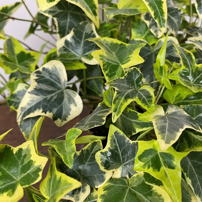 Hedera helix 'Gold Child' Yellow (Pot Size 13cm) - English Ivy - image 1