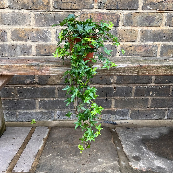 Hedera Helix 'Green Fresh' (13cm) English Ivy - image 1