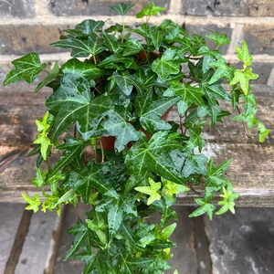Hedera Helix 'Green Fresh' (13cm) English Ivy - image 2