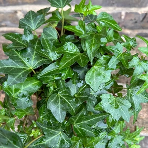 Hedera Helix 'Green Fresh' (13cm) English Ivy - image 3