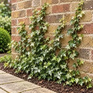 Hedera helix 'Mint Kolibri' (Pot Size 19cm) English Ivy - image 2