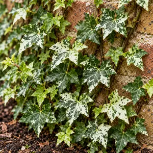 Hedera helix 'Mint Kolibri' (Pot Size 19cm) English Ivy - image 1