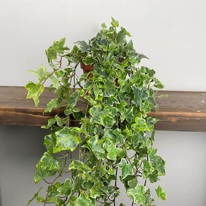 Hedera helix 'Mint Kolibri' (Pot Size 13cm) - English Ivy - image 1