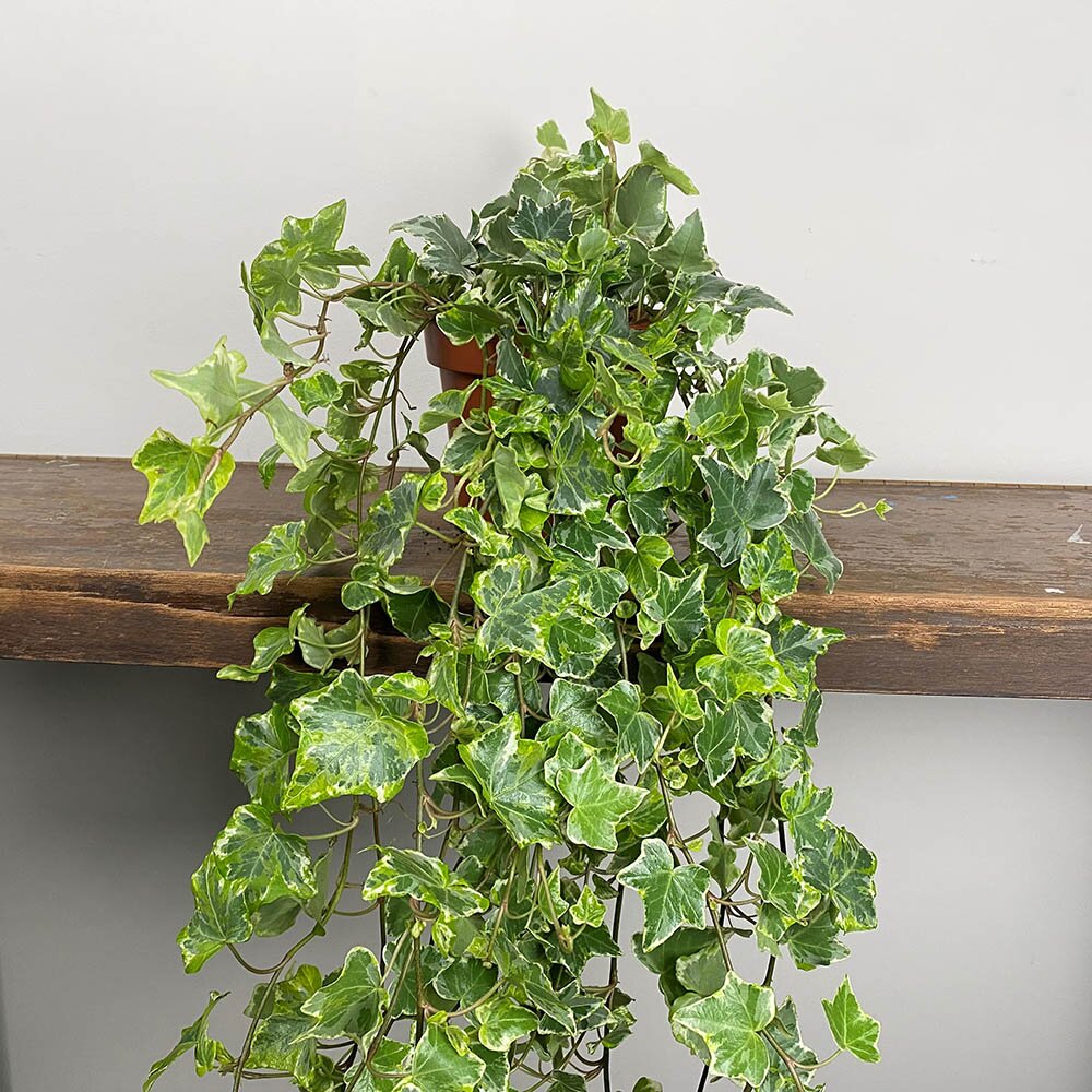 Hedera helix 'Mint Kolibri' (Pot Size 13cm) English Ivy The Boma