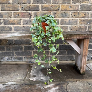 Hedera helix 'Mint Kolibri' (Pot Size 13cm) - English Ivy - image 1