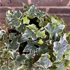 Hedera helix 'Mint Kolibri' (Pot Size 13cm) - English Ivy - image 2
