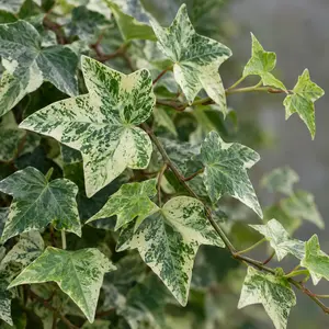 Hedera helix 'Mint Kolibri' (Pot Size 13cm) - English Ivy