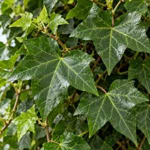 Hedera helix 'Pittsburgh' (Pot Size 17cm) Pittsburgh ivy - image 1