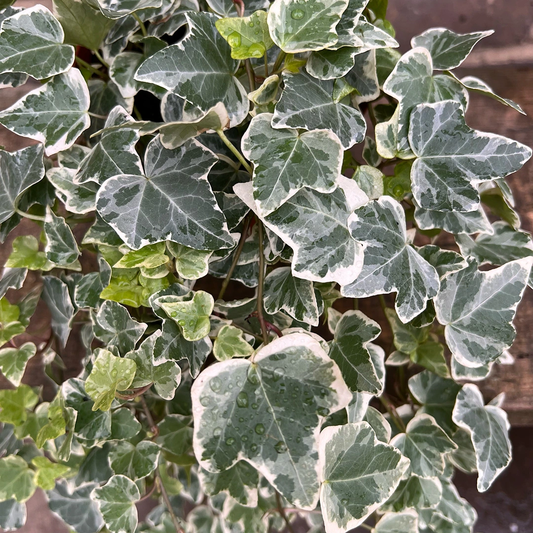 Hedera 'White Wonder' (13cm) English Ivy - The Boma Garden Centre