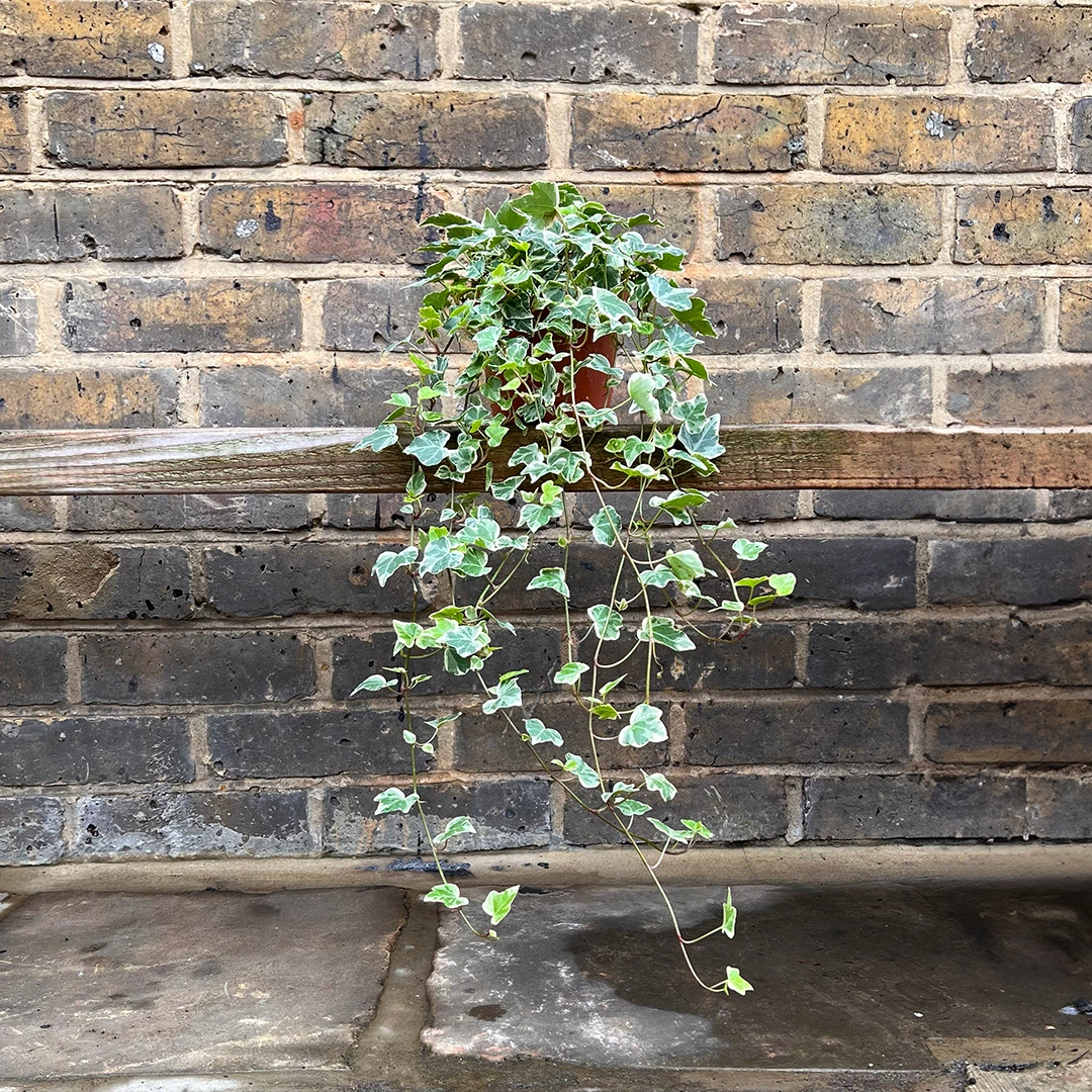 Hedera 'White Wonder' (13cm) English Ivy - The Boma Garden Centre