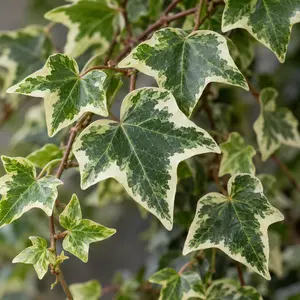 Hedera 'White Wonder' (13cm) English Ivy