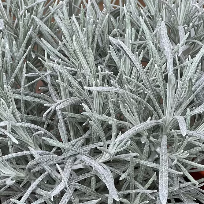 Helichrysum 'Icicles' (Pot Size 3L) - image 1