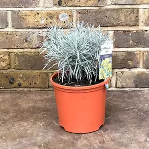 Helichrysum 'Icicles' (Pot Size 3L) - image 2