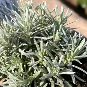 Helichrysum italicum (Pot Size 1L) - Curry Plant - image 3