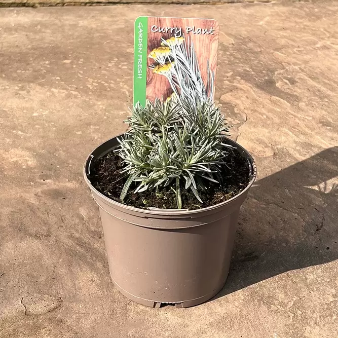 Helichrysum italicum (Pot Size 1L) - Curry Plant - image 2