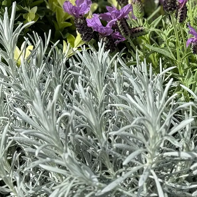 Helichrysum 'Silver Ball' (Pot Size 3L) Curry Plant