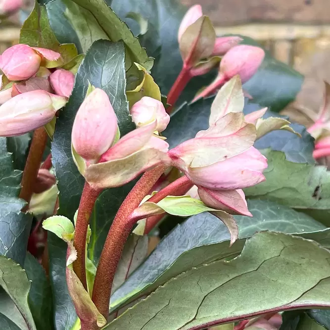 Helleborus 'Angel Glow' (Pot Size 19cm) - Lenten Rose - image 2