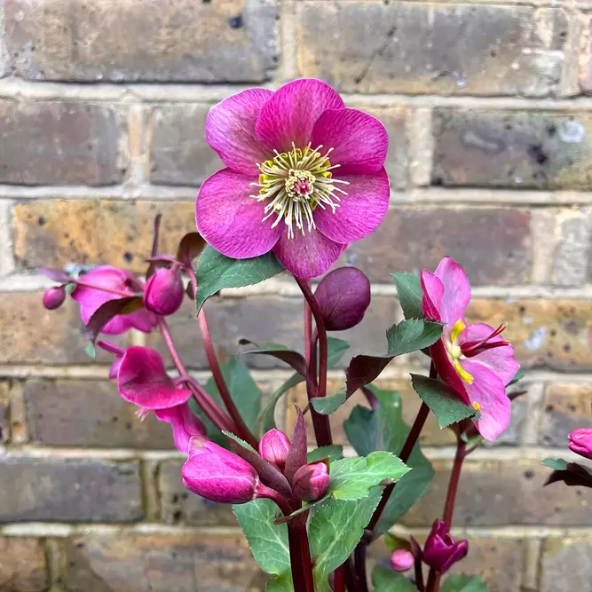 Helleborus Annes Red (Pot Size 3L) - Lenten Rose - image 1