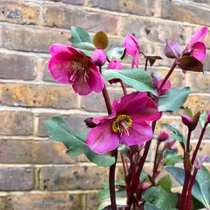 Helleborus Annes Red (Pot Size 3L) - Lenten Rose - image 2