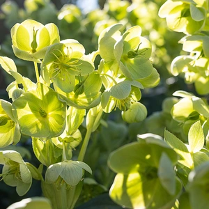 Helleborus  'argutifolius'  (Pot Size 9cm) Holly-Leaf Hellebore - image 1