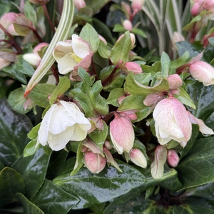 Helleborus  'Beauty Princess'  (Pot Size 17cm) Christmas Rose - Winter Hellebore - image 1