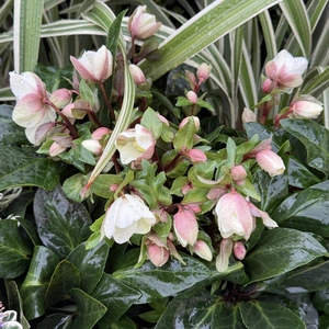 Helleborus  'Beauty Princess'  (Pot Size 17cm) Christmas Rose - Winter Hellebore - image 2