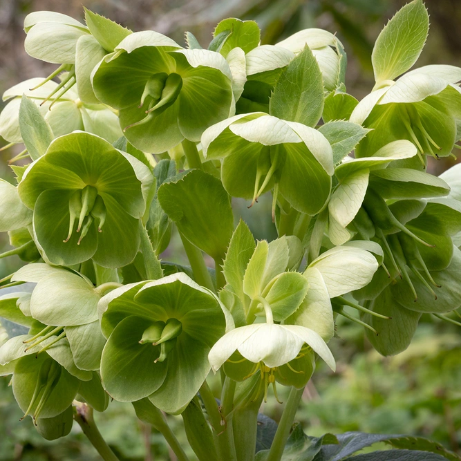 Helleborus 'foetidus' (Pot Size 14cm) - image 1