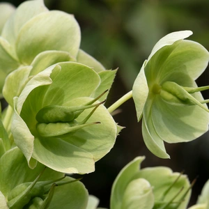 Helleborus 'foetidus' (Pot Size 14cm) - image 2