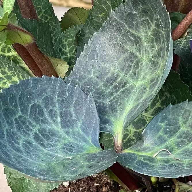 Helleborus 'Glenda's Gloss' (Pot Size 15cm) - image 2