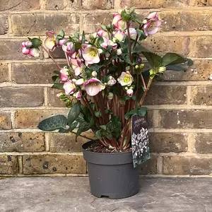 Helleborus 'Glenda's Gloss' (Pot Size 15cm) - image 3