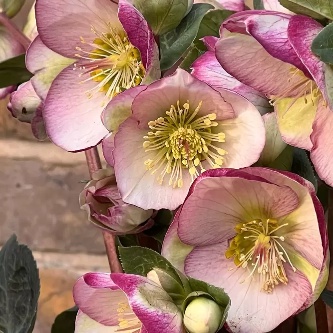 Helleborus 'Glenda's Gloss' (Pot Size 3L) - image 1