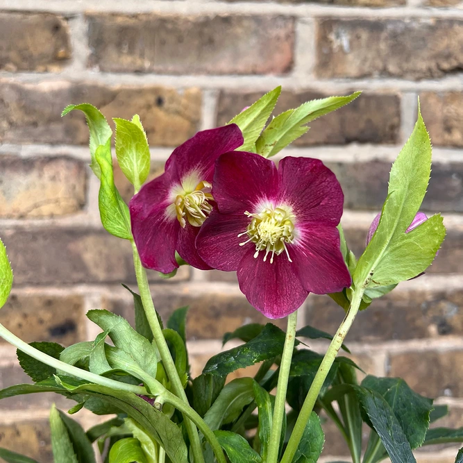 Helleborus 'Hello Red' (Pot Size 14cm) Vibrant Red Hellebore - image 1