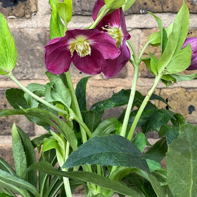 Helleborus 'Hello Red' (Pot Size 14cm) Vibrant Red Hellebore - image 2