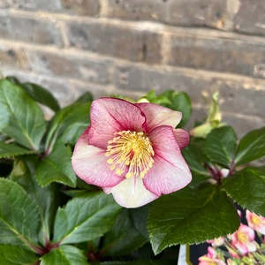 Helleborus 'HGC Ice N' Roses Carlotta' (Pot Size 4.5ltr) Hellebore Carlotta - image 1