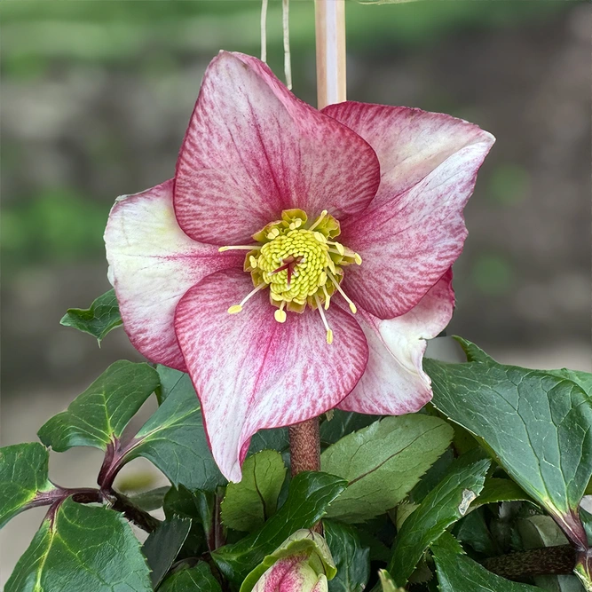 Helleborus 'HGC Ice N' Roses Carlotta' (Pot Size 4.5ltr) Hellebore Carlotta - image 2