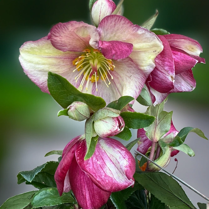 Helleborus 'HGC Ice N' Roses Carlotta' (Pot Size 4.5ltr) Hellebore Carlotta - image 3