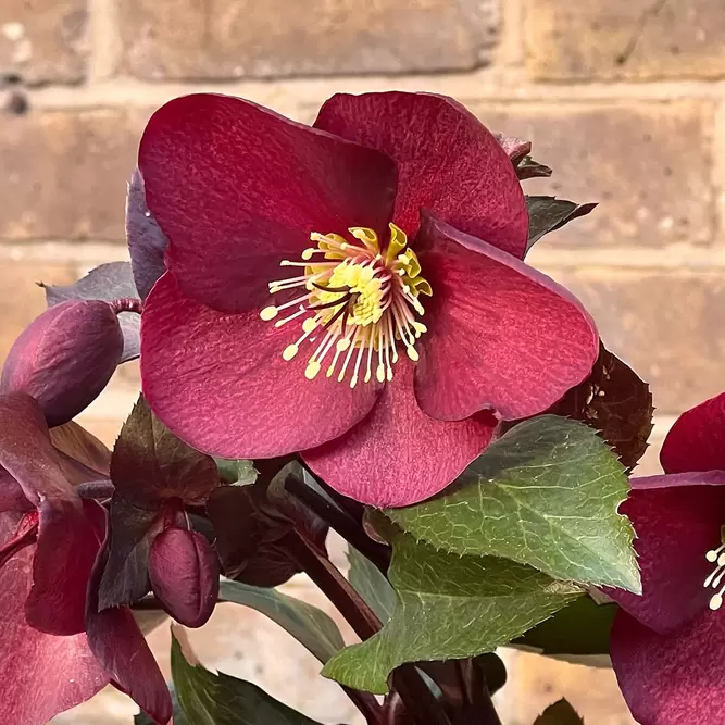 Helleborus HGC® Ice N’ Roses® Merlot (Pot Size 4.5L) - image 1