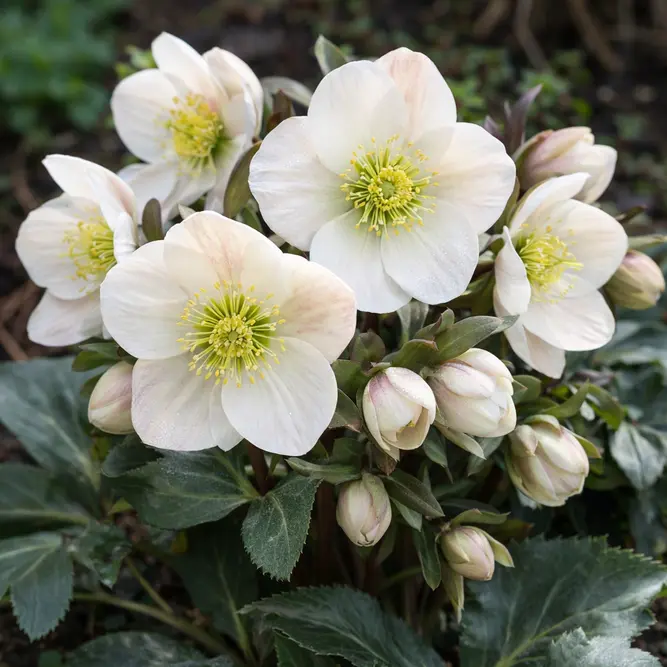 Helleborus × hybridus 'Frosty' (Pot Size 2L)