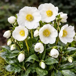 Helleborus × hybridus 'Jesse' (Pot Size 4.5L) Lenten Rose