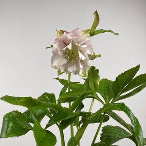 Helleborus × hybridus 'Pretty Ellen Pink' (Pot Size - 14cm) - Christmas Rose - image 1