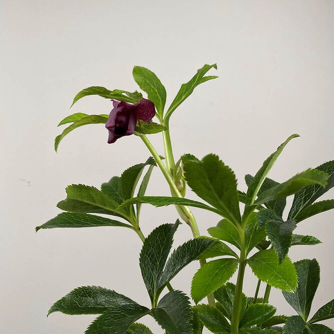 Helleborus × hybridus 'Pretty Ellen Red' (Pot Size 14cm) - Lenten Rose - image 1