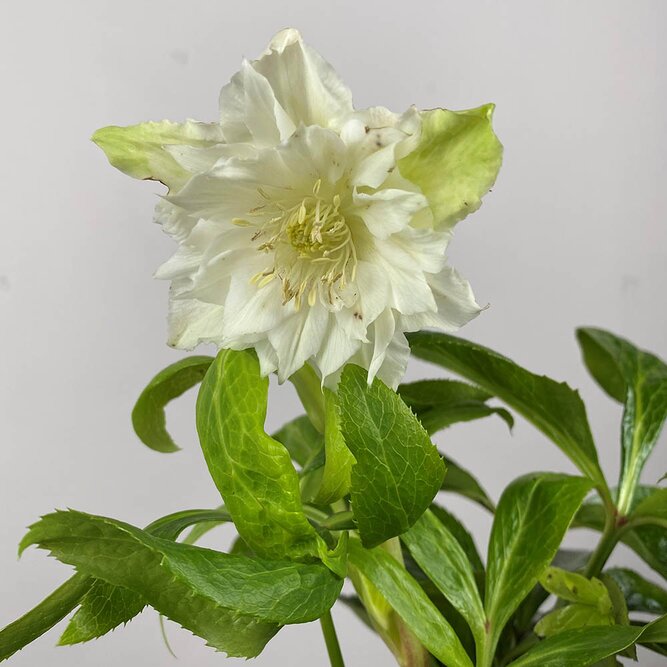 Helleborus × hybridus 'Pretty Ellen White' (Pot Size 14cm) - Hybrid Lenten rose - image 1