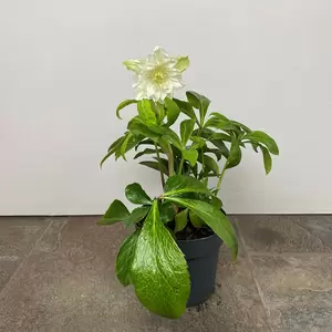 Helleborus × hybridus 'Pretty Ellen White' (Pot Size 14cm) - Hybrid Lenten rose - image 2