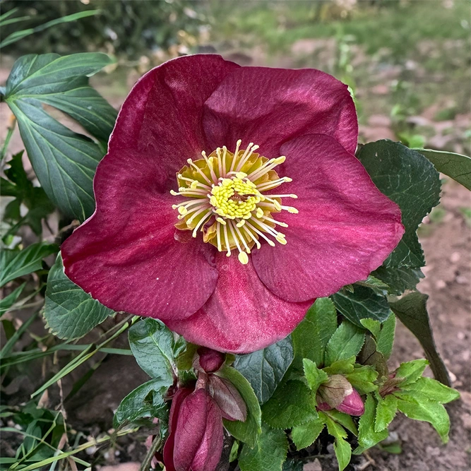 Helleborus 'Ice Bennotta' (Pot Size 2L) - image 1