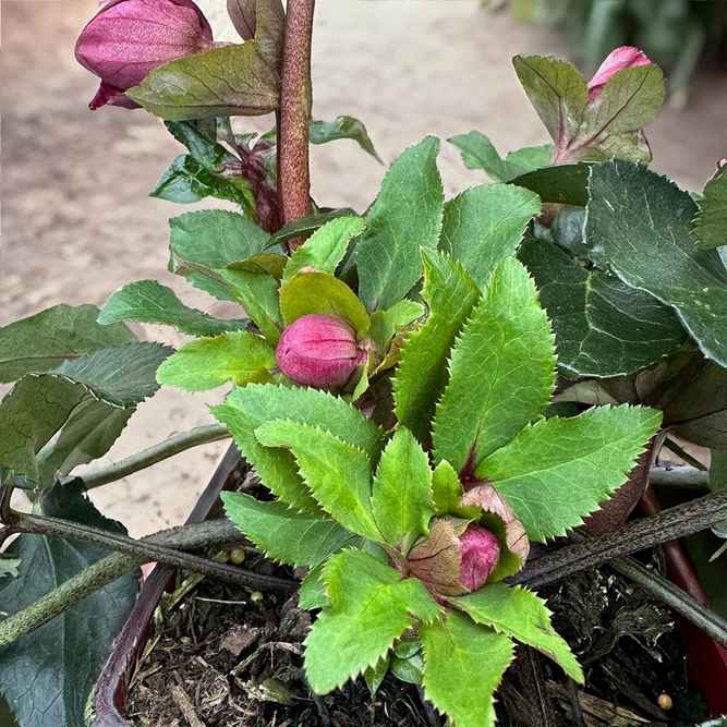 Helleborus 'Ice Bennotta' (Pot Size 2L) - image 2