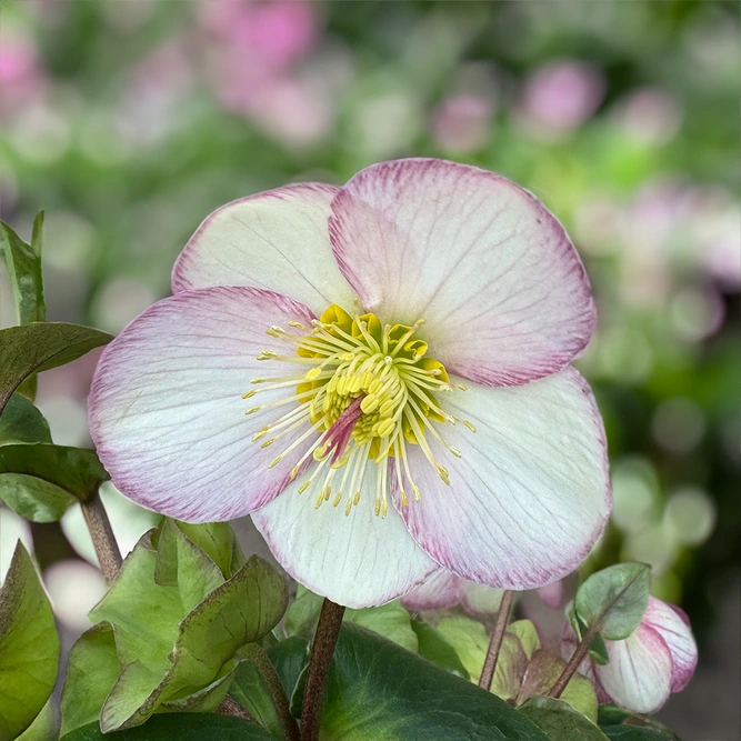 Helleborus 'Ice N Rose Picotee' (Pot Size 4.5L) - image 2