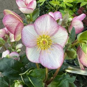 Helleborus 'Ice N Rose Picotee' (Pot Size 4.5L) - image 1