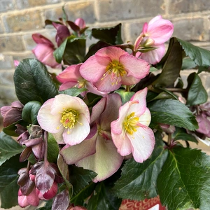 Helleborus Ice N Roses 'Early Rose' (15cm) Gold Collection - image 1